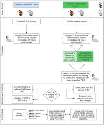 Adhesion molecules and cerebral microvascular hemodynamic abnormalities in sickle cell disease